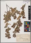 Foto von Salix aurita L.